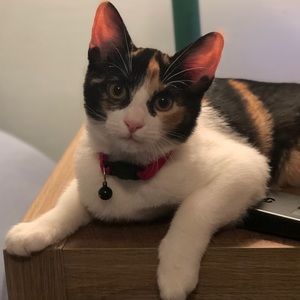 Meet your Posher, Brenee